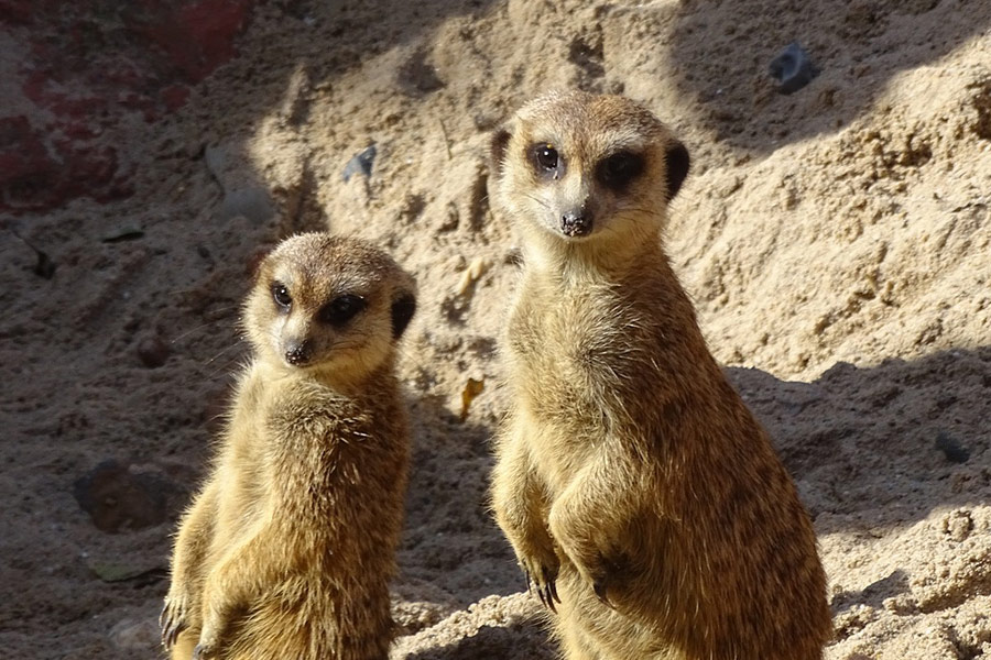Stokstaartjes staande positie