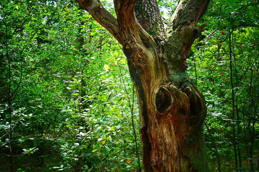 Stump tree trunk tribe