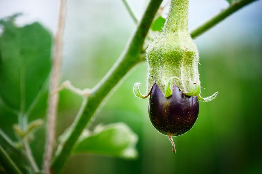 Uprawa warzyw bakłażanowych