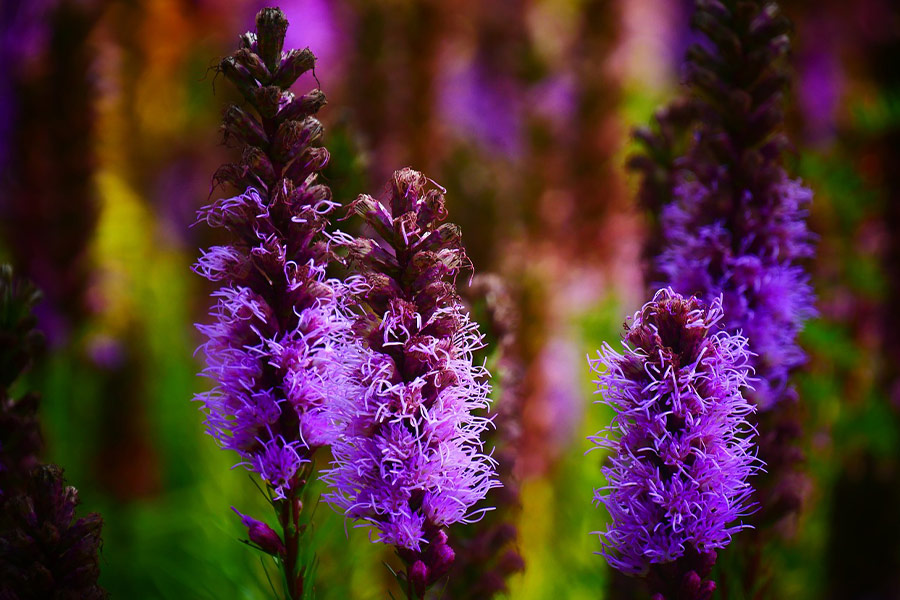 Las flores de botánica florecen.