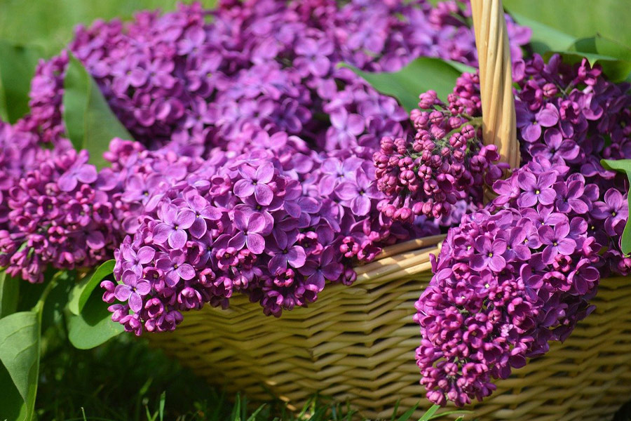 Flores de color lila en cesta