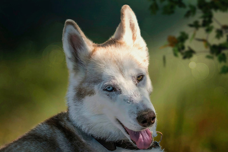 Husky Siberische sledehond