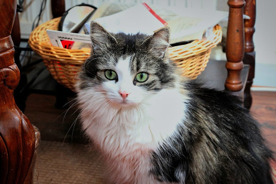 Mooi raskat huisdier