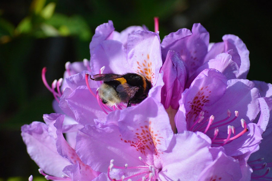 Flor de rododendro de polinización de abejorros