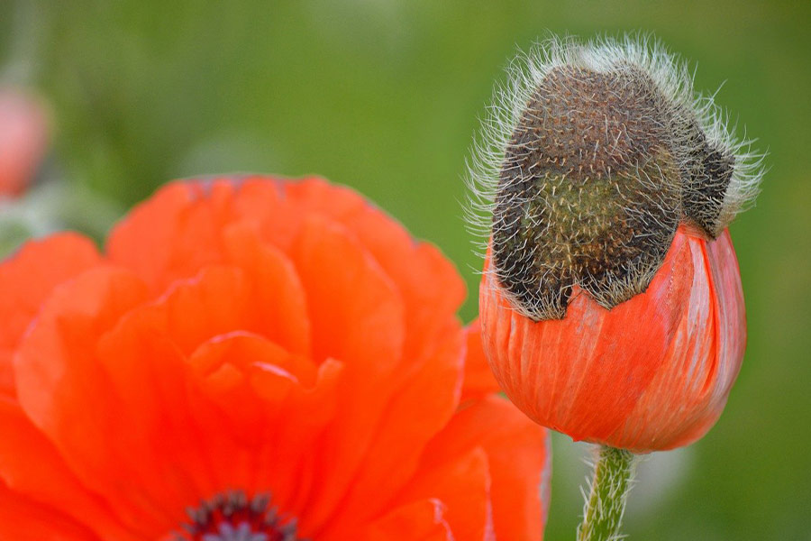 Floración de la flor de amapola