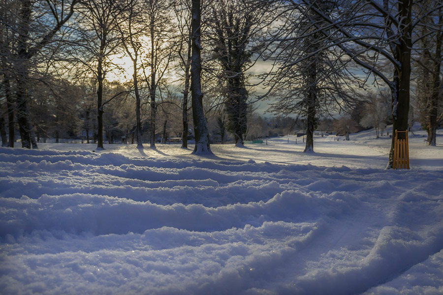 Parc des arbres en hiver