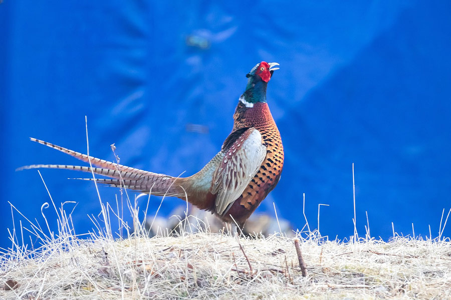 Pheasant male bird