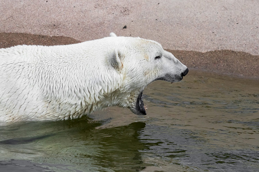 Ranua zoo polar bear animal