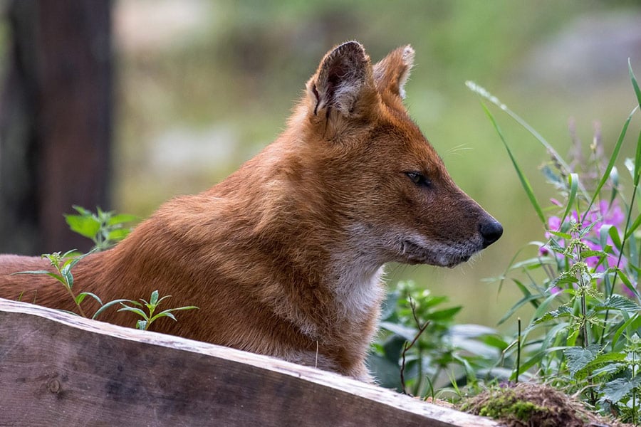 Mountain wolf dhole asiatic wild
