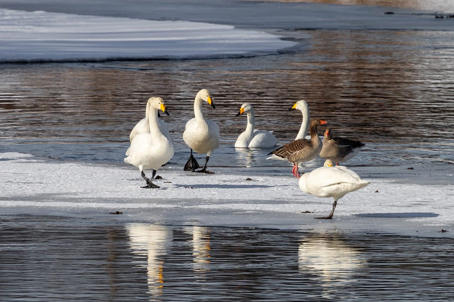 Freeze lake river birds