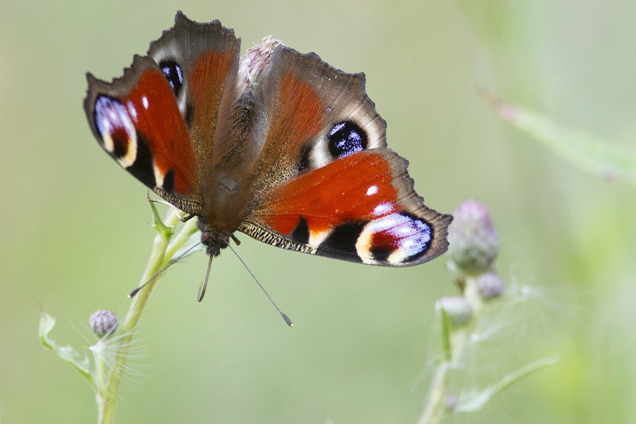 Big butterfly