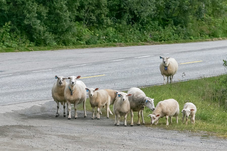 Group herd sheep lamb