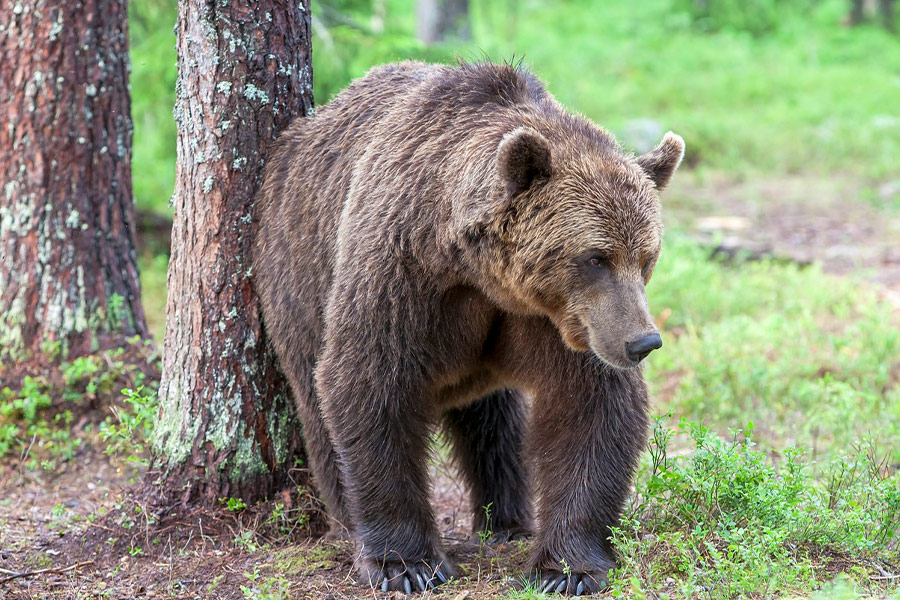 Image brown bear animal