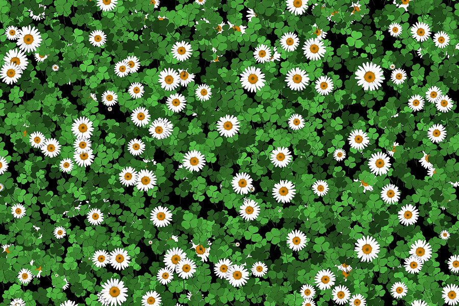 Daisies clovers lawn area