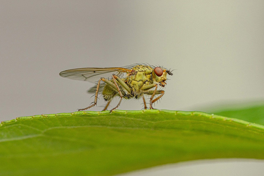 Predator insect fly