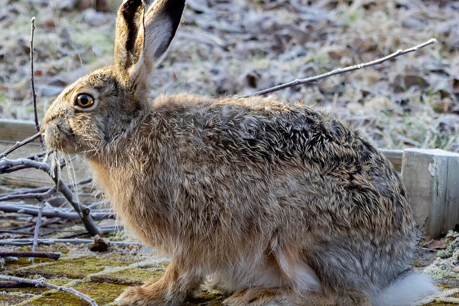 Mammalian bunny rabbit