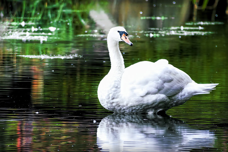 Loner big white swan
