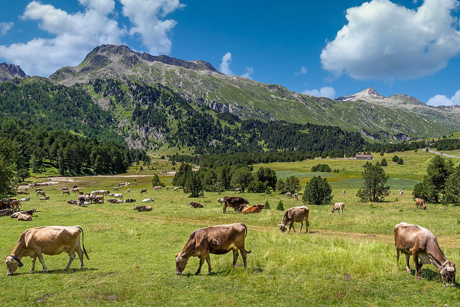 Large area landscape for cow field