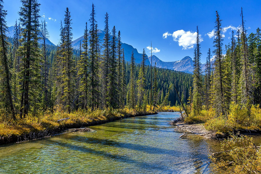 Jasper national park river and forest