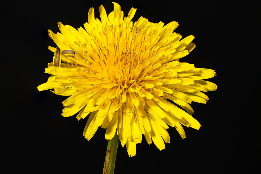 Commmon yellow dandelion