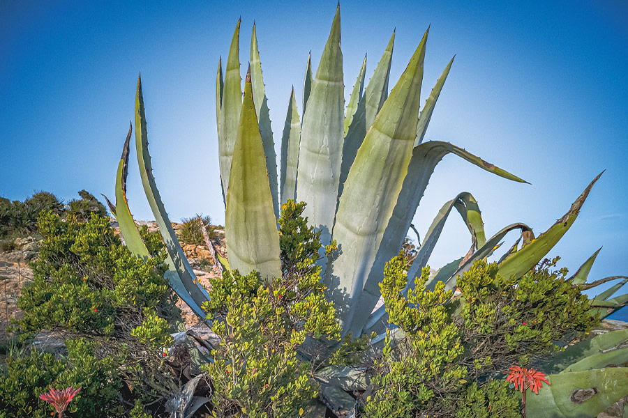 Green nature aloe vera