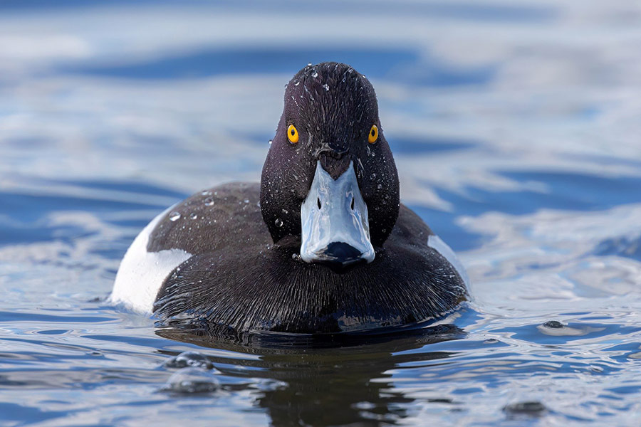Tufted duck waterfowl
