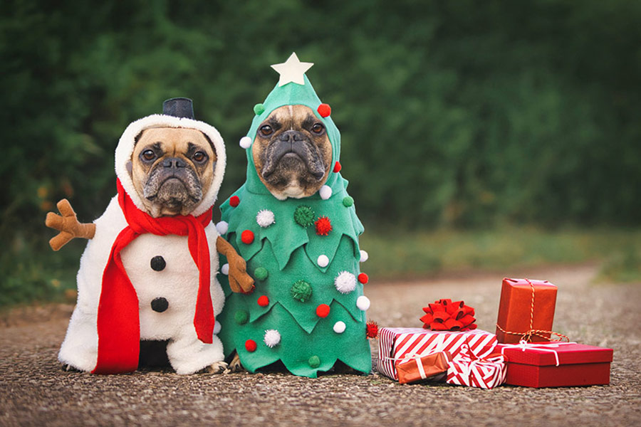 Two dogs on costume and gift