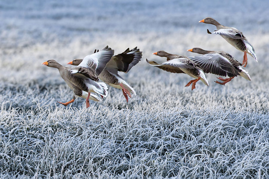Gray geese approach frost grass