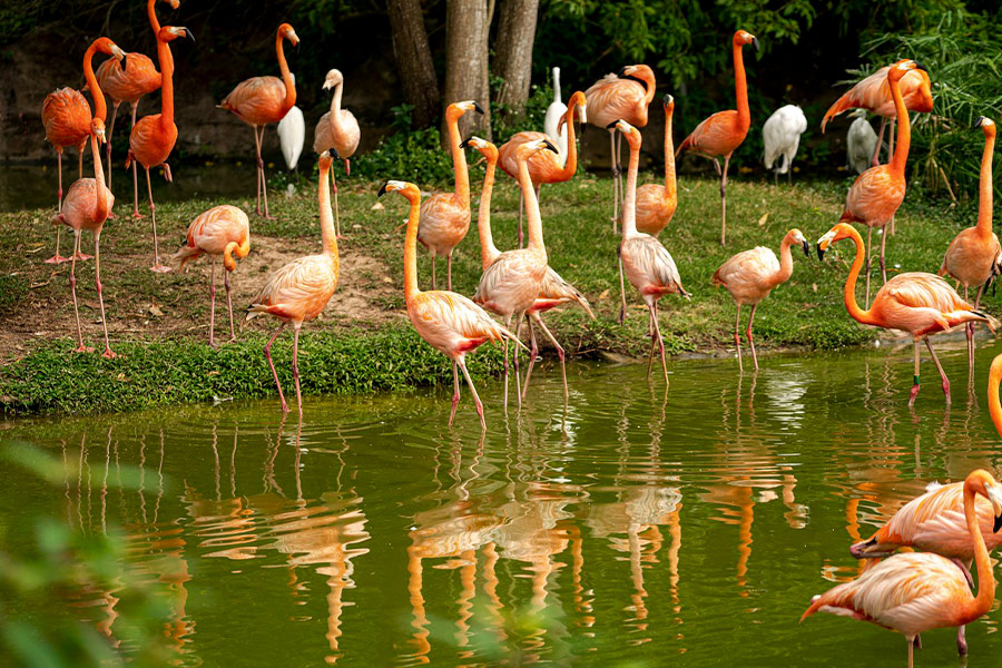 Ornithology flamingos birds