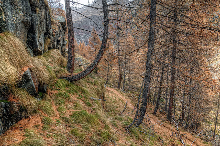 Mountain trail larch forest