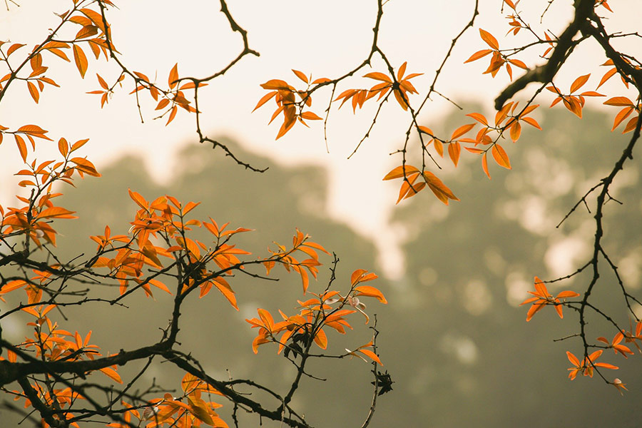 Autumn orange color leaves