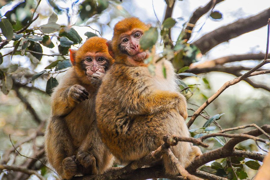 Primates monkey trees