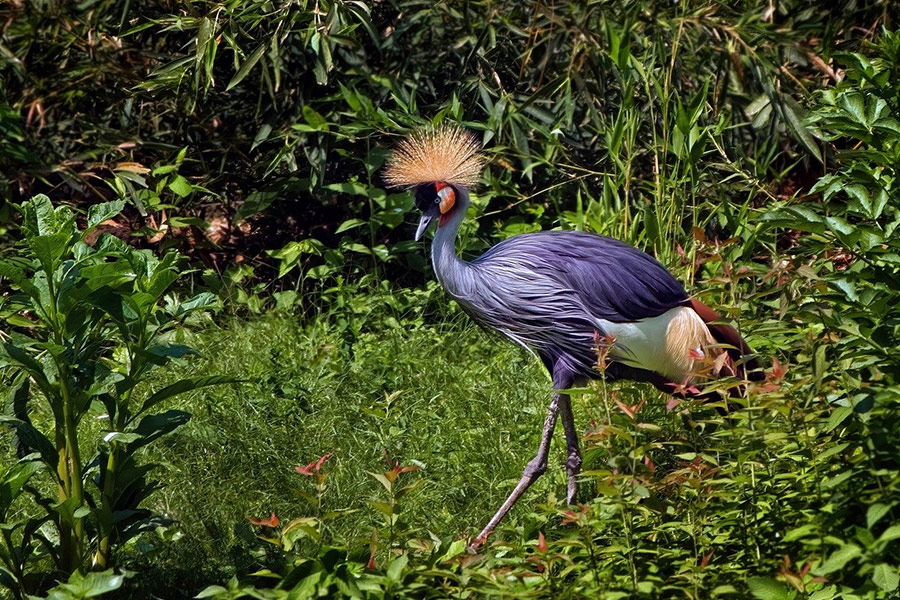 Crowned crane balearica regulorum bird