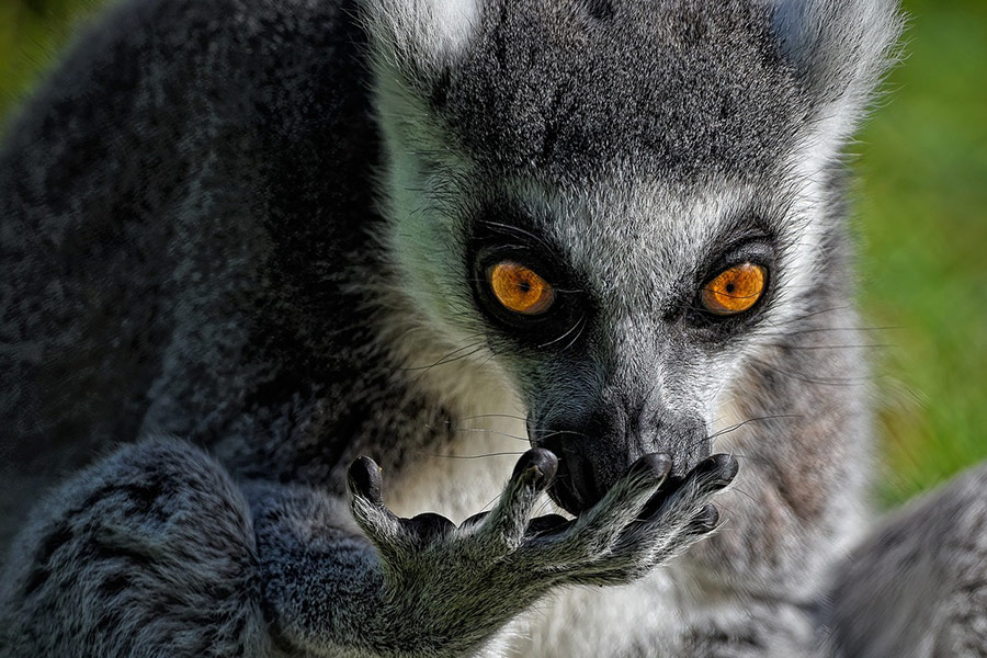 Ring tailed lemur