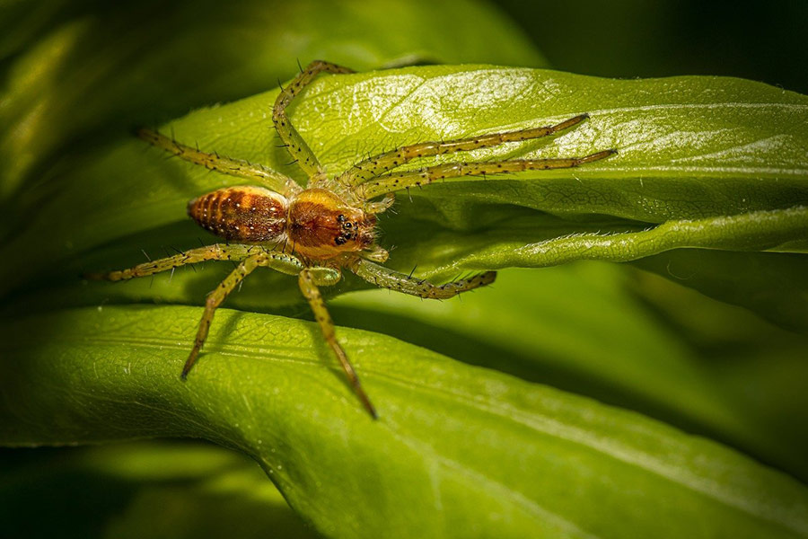 Tiny spider