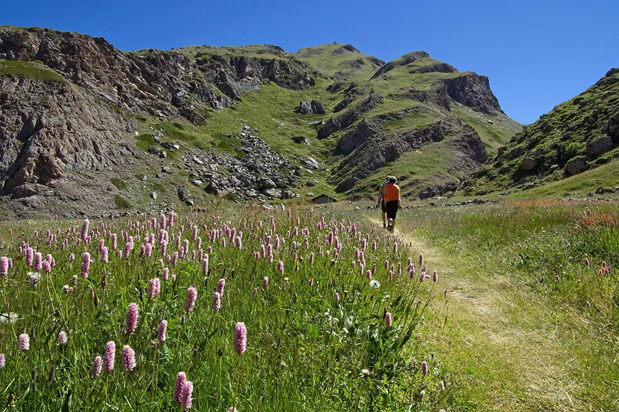 Flowery meadow mountain trail