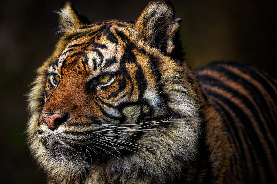 Feline tiger animal image