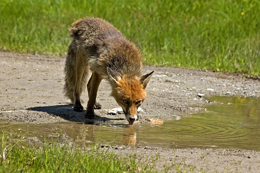 Drought time red fox drinking