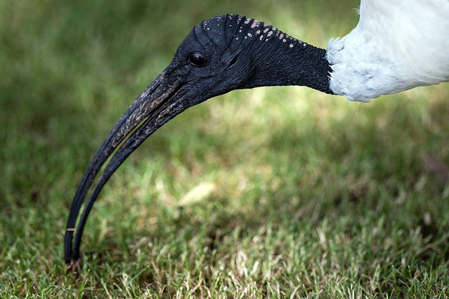 Australian white ibis bird