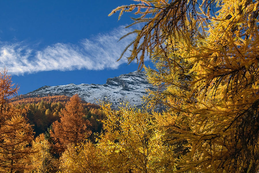 Nature becomes gold during autumn time