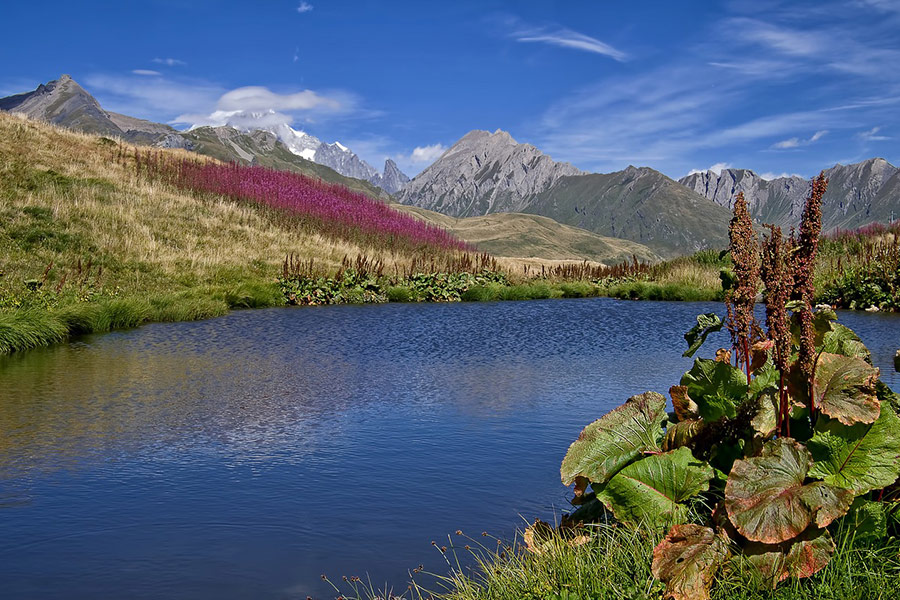 Alpine lake mountain wild plants
