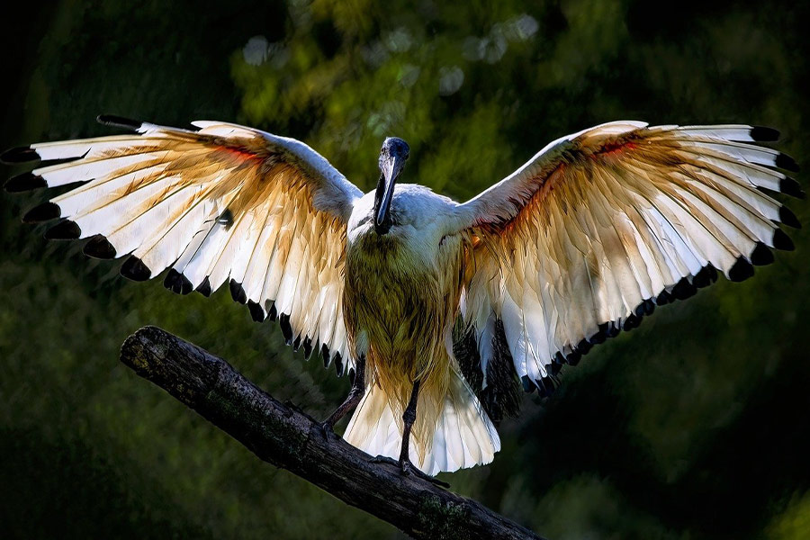 African sacred ibis bird