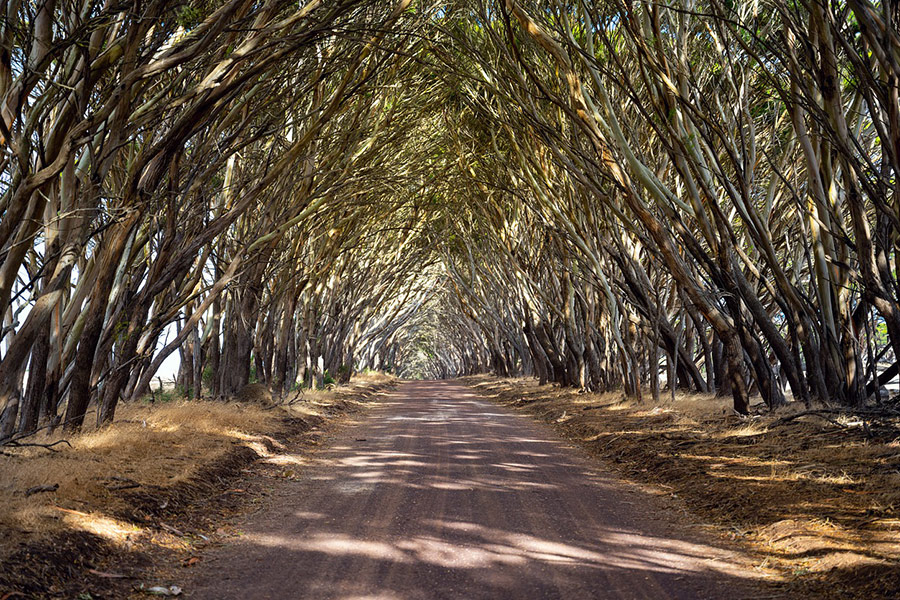 Bend trees kangaroo island