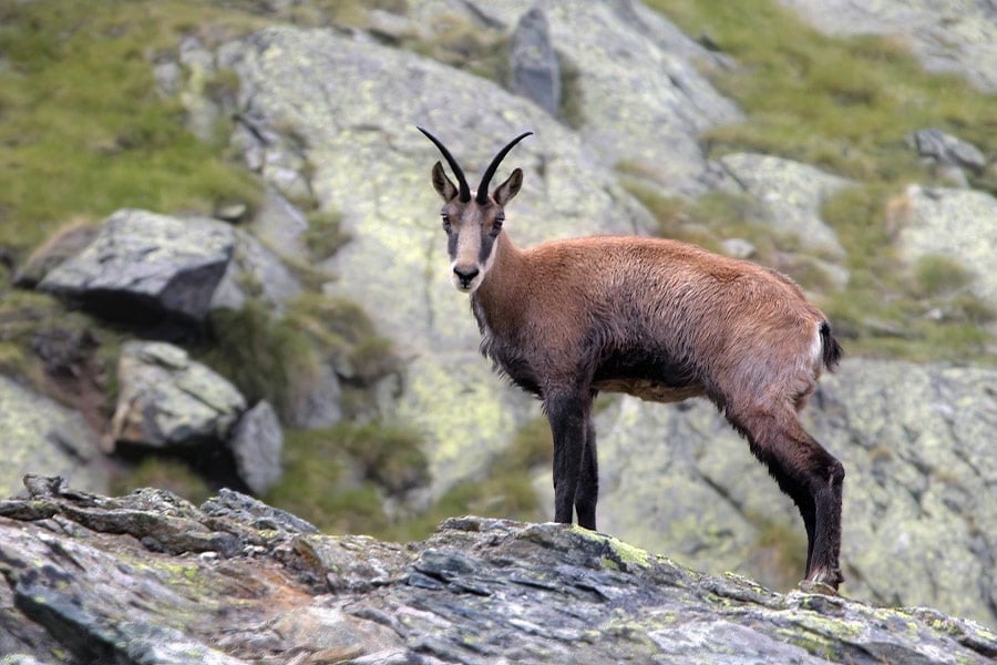 Chamois rupicapra mountain rocks