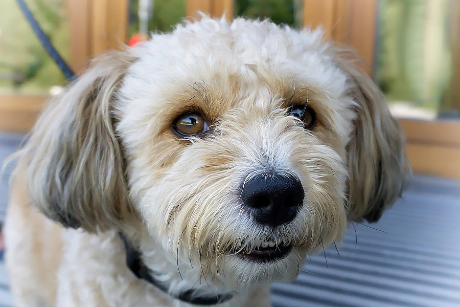 White hairy small doggy