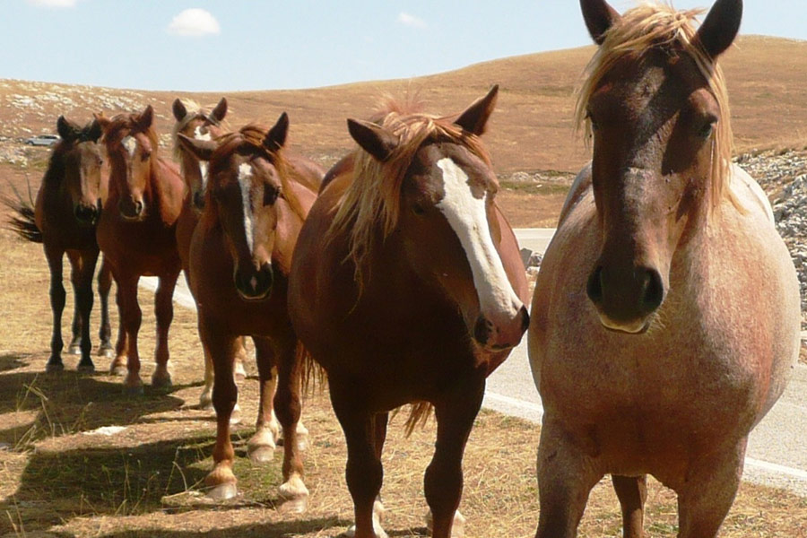 Wild horses lining