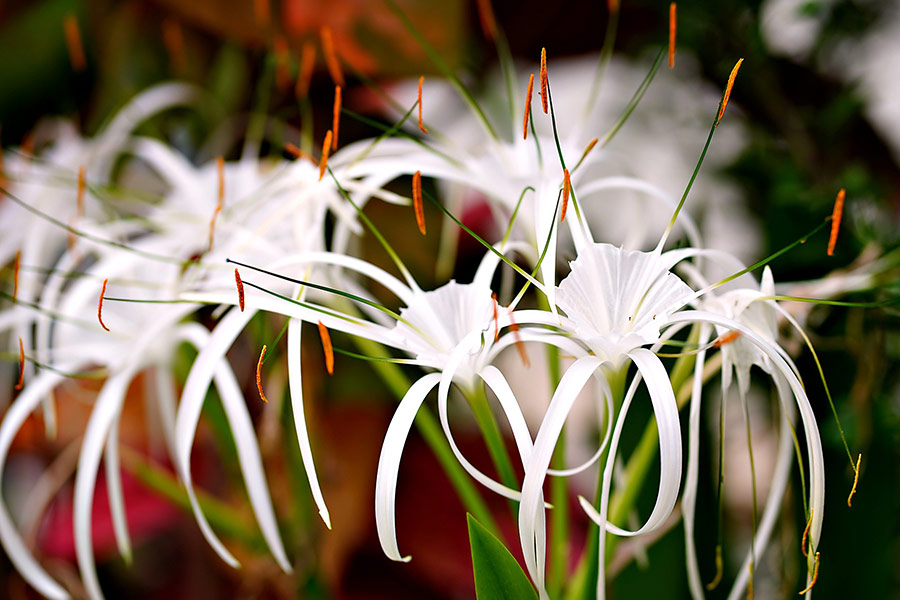 Spider lily