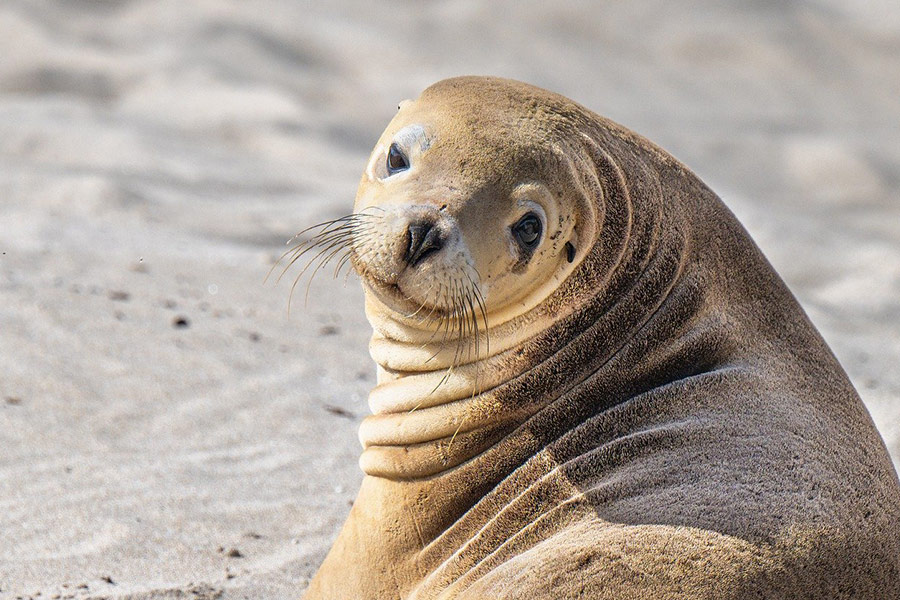 Australian sea lion