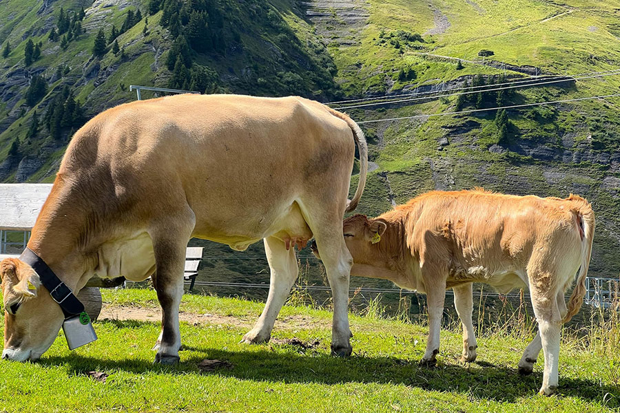 Baby cow trying drink mama cow milk