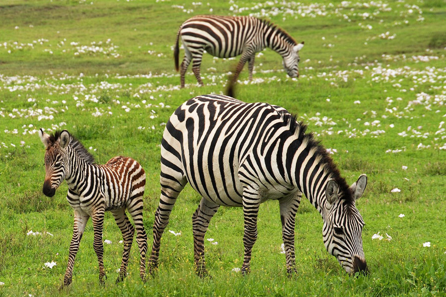Baby zebra Safari Serengeti